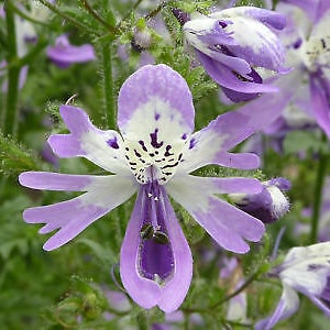 2000 seeds ANGEL WINGS mix Schizanthus wisetonensis Annual flower tigered flowers pyramidal plant form image 8