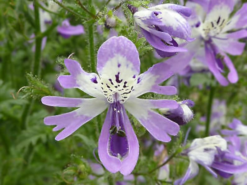 2000 seeds ANGEL WINGS mix Schizanthus wisetonensis Annual flower tigered flowers pyramidal plant form image 8