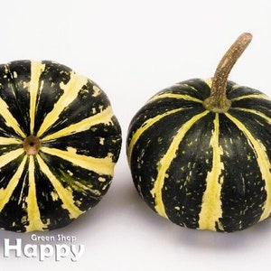 15 platta randiga kalebassfrön | Cucurbita pepo | Dekorativ sommarpumpa