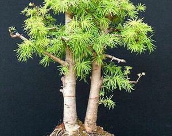 GOLDEN LARCH - Pseudolarix Amabilis - 10 SEEDS - Great for Bonsai - Etsy  Australia