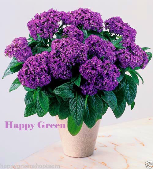 Heliotrope EXTRA DWARF MARINE 130 Seeds Flower