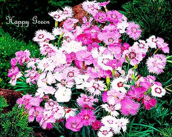 SWEETNESS MIX - Dianthus plumarius - 600 SEEDS - Perennial flower