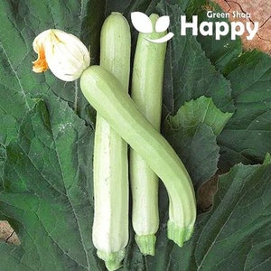 Può includere: Tre zucchine di colore verde chiaro su un letto di foglie verdi. Le zucchine sono disposte in una pila verticale con la zucchina superiore leggermente spostata a destra.