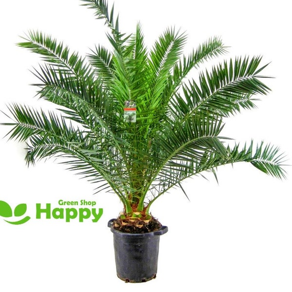 CANARY ISLAND PALM - 5 seeds - Phoenix canariensis -perennial house plant