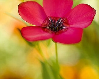 SCARLET FLAX - 500 SEEDS - Linum Grandiflorum - Annual Flower