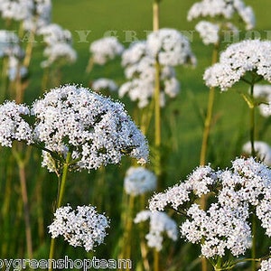 ANIS - 600 Samen - Anis - Pimpinella anisum - HERB