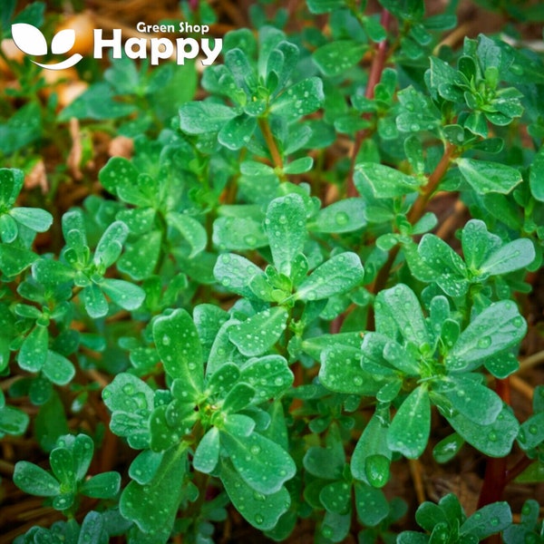 Herb Green Purslane - 2000 seeds Portulaca oleracea sativa