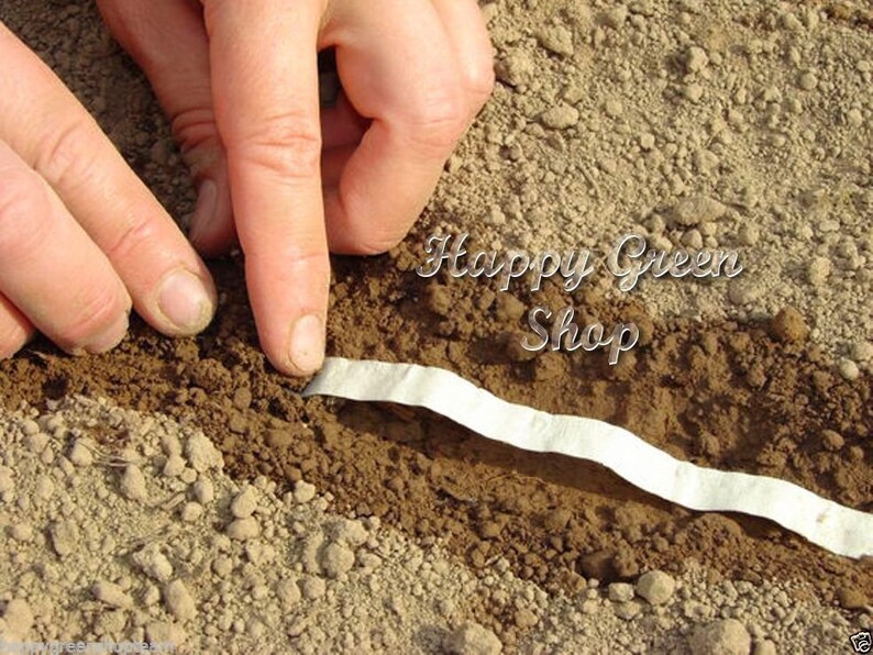 CARROT SEED TAPE Easy to Grow Approx 300 Seeds 6 Meters Etsy