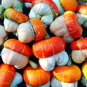 Può includere: Una collezione di zucche decorative con uno schema di colori bianco, arancione e verde. Le zucche hanno una texture unica e irregolare e sono perfette per la decorazione autunnale.