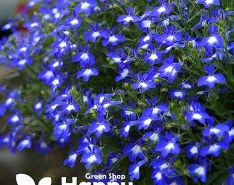 TRAILING LOBELIA CASCADE Azul Con Blanco - 7000 Semillas - Lobelia pendula - Flor