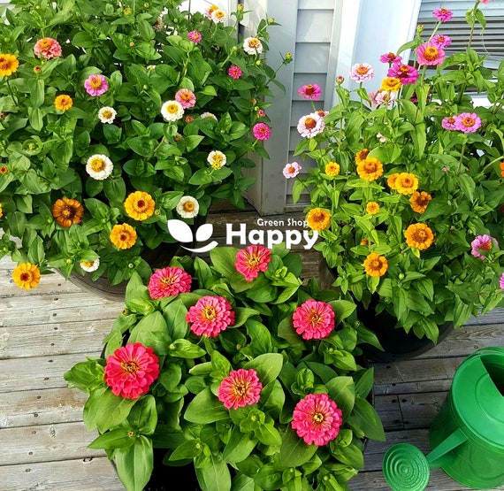ZINNIA LILLIPUT 'button Box' Mixed - 300 Seeds - Zinnia Elegans