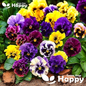 300 Pansy 'Swiss Can Can Mix' Seeds | Viola wittrockiana | Frilled Edible Flowers | Hardy Biennial