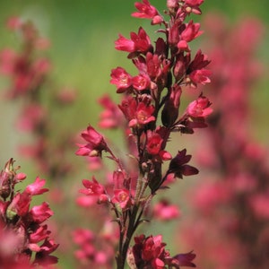 RED CORAL BELLS Heuchera Sanguinea 2700 seeds Perennial flower Cut Flower Rockery Garden image 7