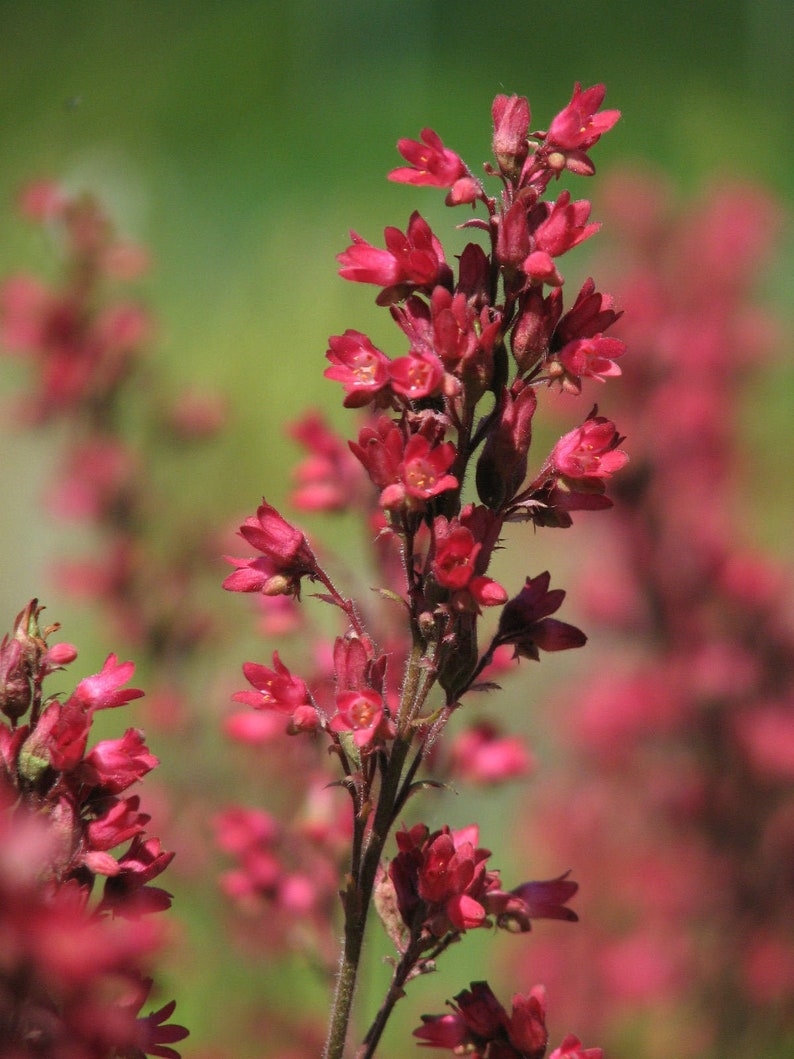 RED CORAL BELLS Heuchera Sanguinea 2700 seeds Perennial flower Cut Flower Rockery Garden image 7