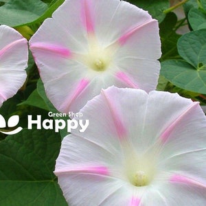 May include: Two white flowers with pink veins and a white centre. The flowers are in focus and the background is blurred.