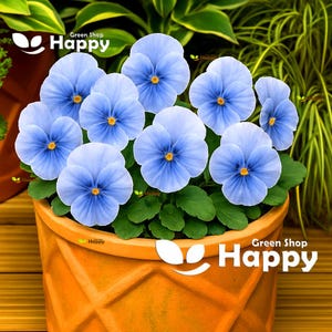 Stiefmütterchen S1 HellBLAU - 10 SAMEN - Viola wittrockiana S1 - Große Blume