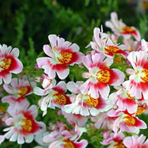 2000 seeds ANGEL WINGS mix Schizanthus wisetonensis Annual flower tigered flowers pyramidal plant form image 2