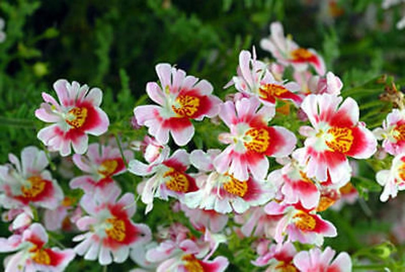 2000 seeds ANGEL WINGS mix Schizanthus wisetonensis Annual flower tigered flowers pyramidal plant form image 2