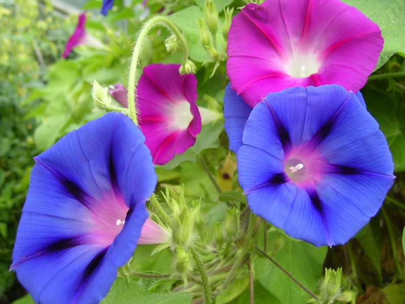 MORNING GLORY 160 seeds Ipomoea tricolor mixed colours image 8