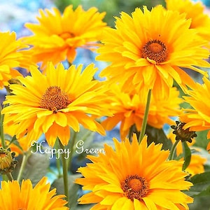 SUMMER SUN Heliopsis scabra 100 seeds Perennial flower Easy image 1