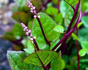 vegetable HERB MALABAR SPINACH 20 seeds- Basella rubra -ornamental red leaves