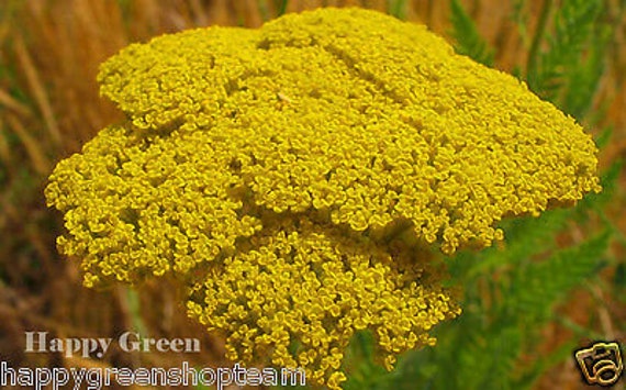 2000 SEEDS YELLOW YARROW 2000 ACHILLEA FILIPENDULINA CLOTH OF GOLD SEEDS 2000 SEEDS YELLOW YARROW 2000 ACHILLEA FILIPENDULINA CLOTH OF GOLD SEEDS