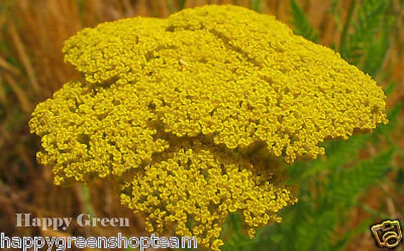 YARROW CLOTH Of GOLD Achillea Filipendulina 3100 seeds Perennials flower image 2