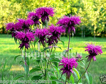 Hierba - Lila Purpúrea Limón Menta - 1100 semillas - Monarda citriodora - Flor