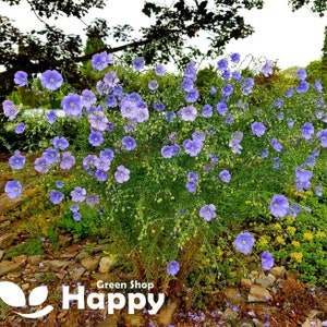COMMON FLAX - sky blue - 500 SEEDS - Linum usitatissimum - cutting flower
