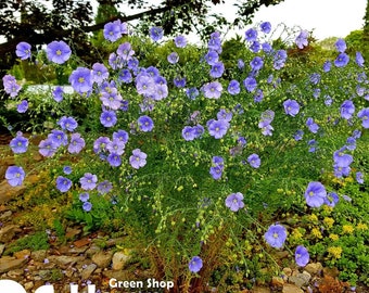 Semi Biologici Di Lino Blu (Linum Usitatissimum) 20g - Concime Verde E Fiore Ornamentale - L'Attico D'Abondance - 2