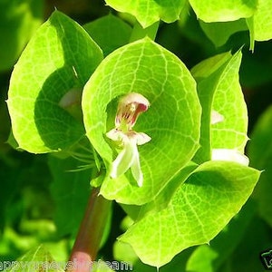 BELLS OF IRELAND - 400 seeds - Moluccella laevis - Annual flower