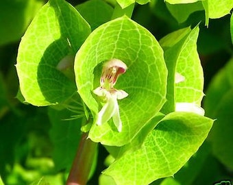 BELLS OF IRELAND - 400 seeds - Moluccella laevis - Annual flower