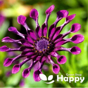 Star Of The Veldt Ballade Mix - 10 Samen - Osteospermum ecklonis - Sehr kompakt