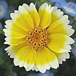 Coastal Tidy Tips 450 SEEDS Layia elegans platyglossa Landscaping flower image 7