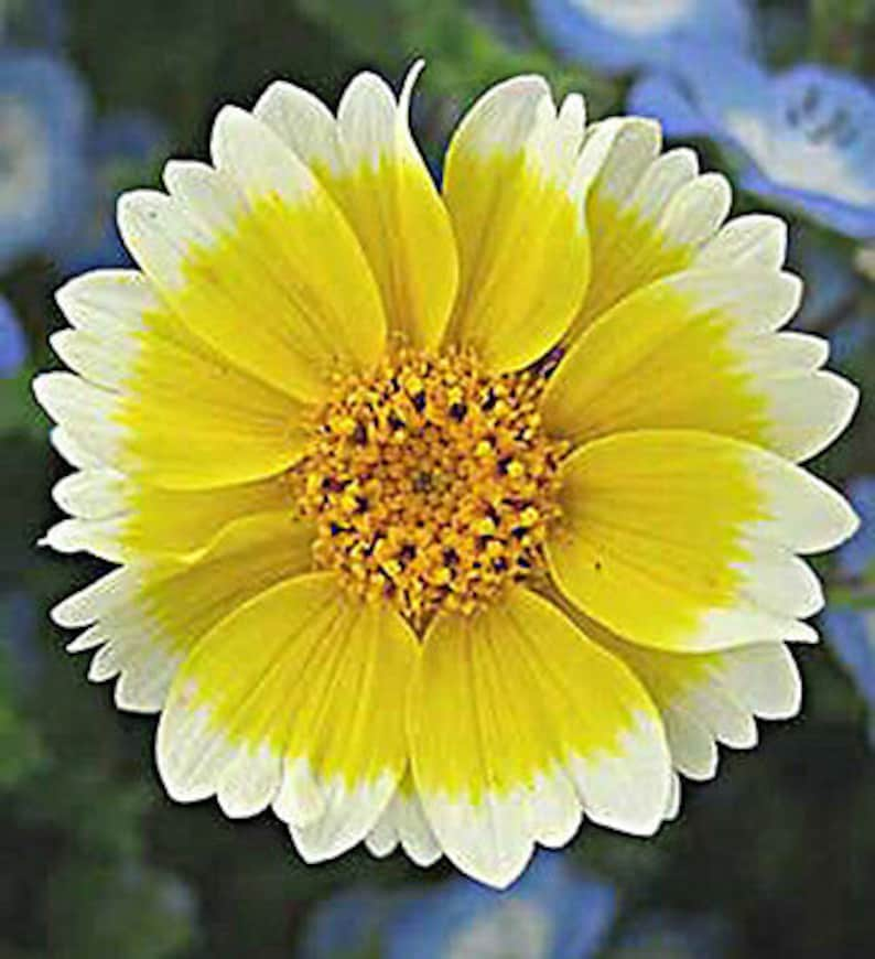 Coastal Tidy Tips 450 SEEDS Layia elegans platyglossa Landscaping flower image 7