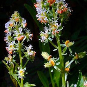 Mignonette Reseda Odorata Rare 1200 seeds Flower Scented image 3