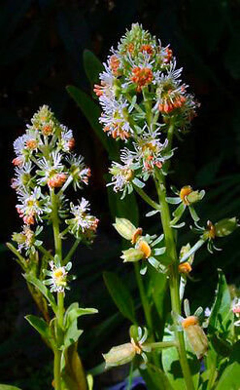 Mignonette Reseda Odorata Rare 1200 seeds Flower Scented image 3