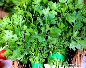 PREZZEMOLO 'Festival 68' - 1000 SEMI - AROMA ERBA tutto l'anno