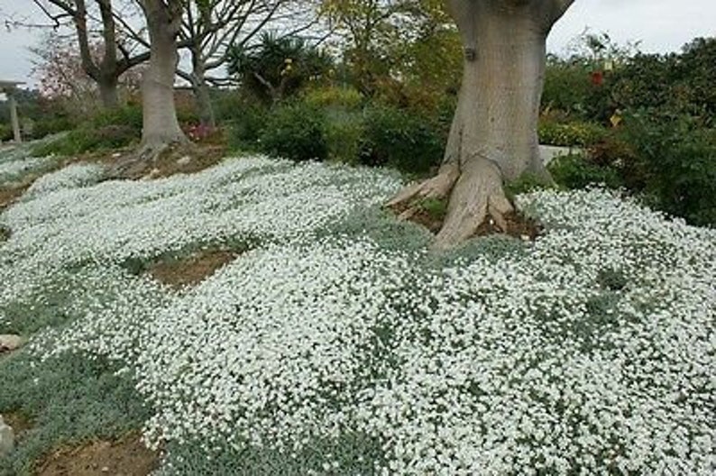 NEIGE EN ÉTÉ 1200 graines Mouron des oiseaux Cerastium tomentosum Fleur vivace image 4