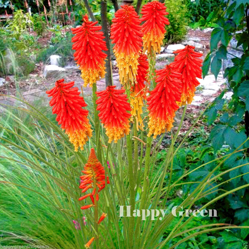 RED HOT POKER Torch Lily 250 Seeds Kniphofia Uvaria Etsy