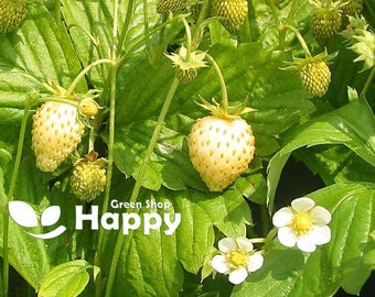 Alpine Strawberry - White Soul - 200 seeds - Fragaria Vesca - PERENNIAL