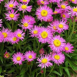 ALPINE ASTER Mixed COLOURS 150 seeds Aster Alpinus Rockery Flower image 6