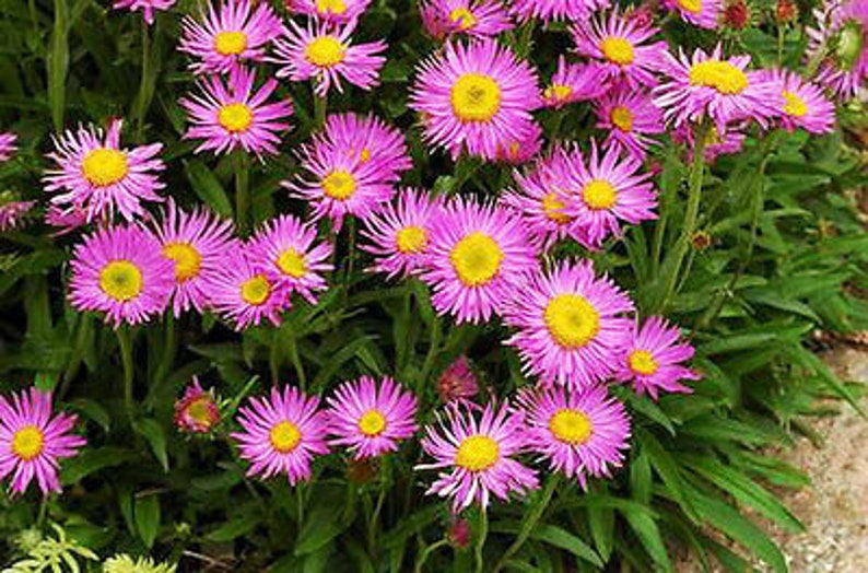 ALPINE ASTER Mixed COLOURS 150 seeds Aster Alpinus Rockery Flower image 6