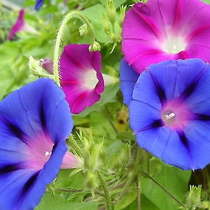 MORNING GLORY 160 seeds Ipomoea tricolor mixed colours image 2
