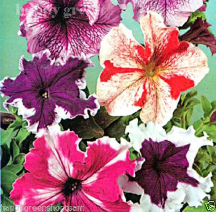 1000 SEEDS TRAILING PETUNIA MIX BALCONY FLOWER Petunia hybrida pendula 1000 SEEDS TRAILING PETUNIA MIX BALCONY FLOWER Petunia hybrida pendula