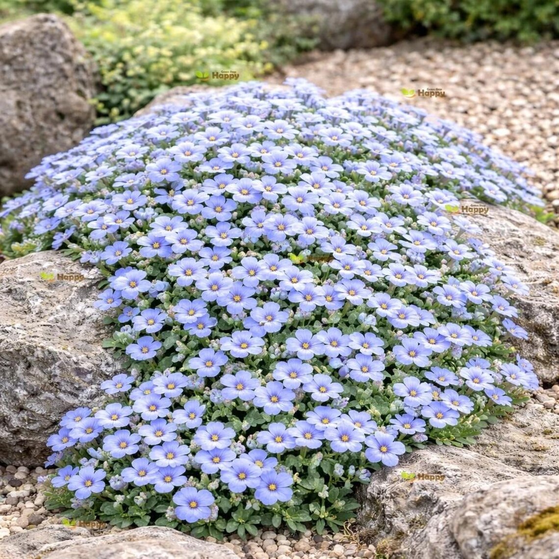 1200 Rock Cress 'graeca Pale Blue' Seeds | Aubrieta Hybrida | Perennial ...