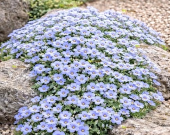 Rock Cress Graeca - HELLBLAU - 1200 SAMEN - AUBRIETA Hybrida