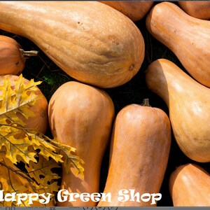 Può includere: Una vista dall'alto di diverse zucche butternut, di varie dimensioni e forme, con una tonalità arancione chiaro. Alcune sono allungate, altre più rotonde. Foglie gialle nell'angolo in basso a sinistra. Il testo "Happy Green Shop" è in basso.