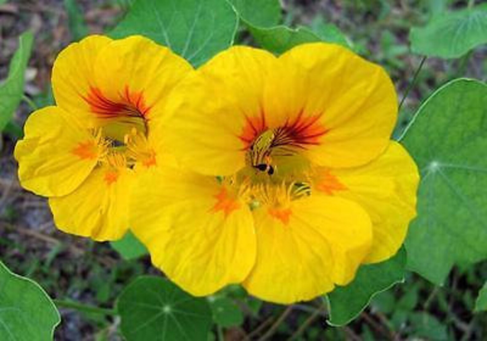 NASTURTIUM MIX Out of Africa Tropaeolum Majus 60 Seeds Etsy UK