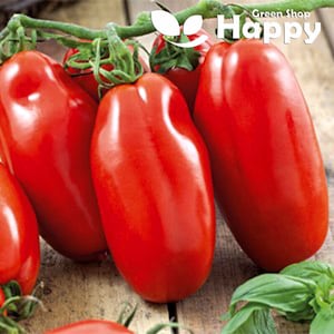 Op de afbeelding: Close-up van vier rode, langwerpige tomaten, met een groene stengel en bladeren, op een houten oppervlak. De tomaten zijn in een cluster gerangschikt, met de grootste tomaat in het midden.